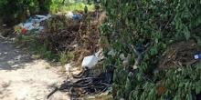 Фото новости: В Николаеве на стихийной свалке заметили крыс Свежие новости: В Николаеве на стихийной свалке заметили крыс