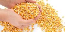 Свежие новости: Миколаївські агровиробники зможуть отримати насіння кукурудзи в рамках ініціативи USAID