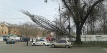 Свежие новости: Тополь упал на провода электросети в Николаеве – движение трамваев заблокировано