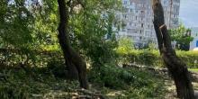Свежие новости: У Миколаєві на території лікарні зрубали понад 80 дерев