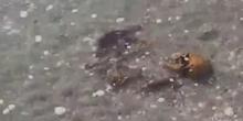 Свежие новости: ВИДЕО: На Кинбурнской косе на берег вынесло человеческие останки – ученый считает, что это французские военные, погибшие в середине XIX века