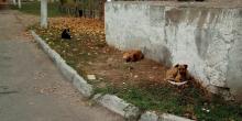 Фото новости: Сотрудники Вознесенской ЦРБ просят не подкармливать бродячих животных на территории больницы Свежие новости: Сотрудники Вознесенской ЦРБ просят не подкармливать бродячих животных на территории больницы