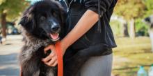 Свіжі новини: 6 собак і 7 котів з виставки в Миколаєві знайшли нові родини