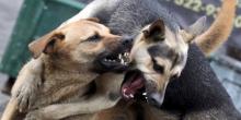 Свежие новости: Бродячие собаки в Николаеве смогут нападать на людей пересчитанными