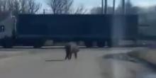 Свежие новости: В Полтавской области дикий кабан забежал в город и травмировал двух женщин