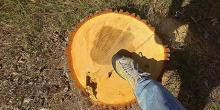 Свежие новости: В Баштанском районе неизвестные спилили десятки дубов