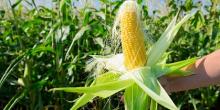 Свежие новости: В Україні подорожчала кукурудза