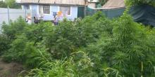 Фото новости: В Вознесенском районе 50-летний мужчина дома выращивал наркосодержащие растения Свежие новости: В Вознесенском районе 50-летний мужчина дома выращивал наркосодержащие растения
