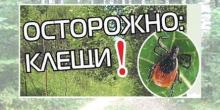 Свежие новости: Увага! У Вознесенську виявлено інфікованих кліщів!