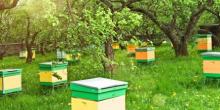 Свежие новости: Державна реєстрація пасік