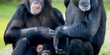 Фото новости: Ученые посоветовали политикам учиться у обезьян, чтобы выбиться в лидеры Свежие новости: Ученые посоветовали политикам учиться у обезьян, чтобы выбиться в лидеры