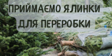 Свежие новости: Мешканців Вознесенська просять не викидати ялинки та сосни на смітник