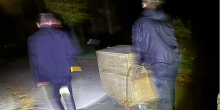 Свіжі новини: У Миколаєві знайшли тигрицю, яка втекла із зоопарку