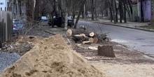 Свежие новости: У Миколаєві незаконно спилили дерева