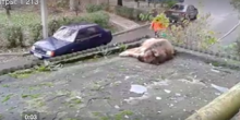 Свежие новости: ВИДЕО: В Луцке мужчина выбросил собаку с 9-го этажа