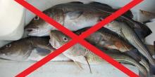Свежие новости: У Миколаївській та Херсонській областях заборонили продавати рибу