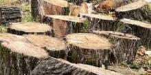 Свежие новости: На Николаевщине браконьеры вырубили почти сотню деревьев в лесопосадке