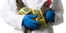 Фото новости: Вспышка птичьего гриппа на Николаевщине: Евросоюз и ряд стран отказались от украинской курятины Свежие новости: Вспышка птичьего гриппа на Николаевщине: Евросоюз и ряд стран отказались от украинской курятины