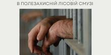 Свежие новости: Мешканця Снігурівки приговорили до 1,5 роки вʼязниці за незаконну вирубку восьми акацій в полезахисній лісовій смузі