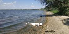 Свежие новости: На берегу лимана в Николаеве обнаружено тело утопленника