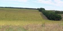 Свежие новости: В Снигиревке «бизнесмен» самовольно засеял землю ячменем