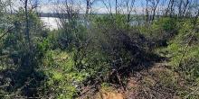 Фото новости: На Вознесенщине задержали мужчину на незаконной рубке лесополосы Свежие новости: На Вознесенщине задержали мужчину на незаконной рубке лесополосы
