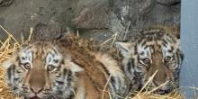 Свіжі новини: У Миколаївському зоопарку оселилися двоє амурських тигренят: малюкам шукають імена