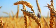 Свежие новости: Американские эксперты прогнозируют рекордную урожайность пшеницы