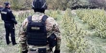 Свежие новости: Вознесенця спіймали на “зеленому бізнесі” — коноплі тягнули на 50 мільйонів