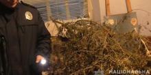 Свежие новости: ВІДЕО: Поліцейські вилучили висушені «дерева» коноплі у мешканця Снігурівки