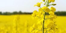 Свежие новости: Украинский рапс дорожает на фоне увеличения экспортного спроса