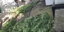 Свежие новости: В Первомайске оперативники изъяли у местного жителя более полусотни растений конопли