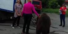 Свежие новости: Россиянка выгуливала огромного медведя на поводке. Видео