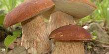 Свежие новости: Осторожно ядовитые грибы