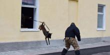 Свежие новости: Пограничники показали, как готовят собак в спецназ