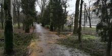 Свежие новости: В Николаеве подрядчик проводя ликвидацию аварийных деревьев «изуродовал» туи