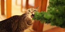 Свежие новости: Как уберечь новогоднюю елку от любимого питомца: подборка курьезных фото