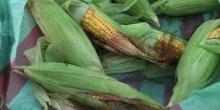 Свежие новости: В Вознесенском районе воруют кукурузу целыми группами