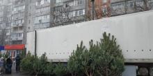 Свежие новости: В Николаеве стартовала продажа ёлок к Новому году