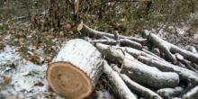 Свежие новости: В Первомайске браконьеры вырубили десятки молодых дубов