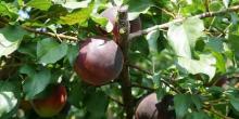 Свежие новости: Фермери Миколаївщини вирощують чорні абрикоси