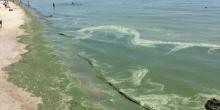 Свежие новости: Море в Одессе позеленело от ядовитых веществ
