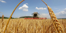 Свежие новости: Теплая и сухая зима снизит урожай зерновых на треть – эксперт