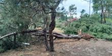 Свежие новости: В миколаївському парку через зливу та буревій впали майже 30 дерев
