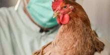 Свежие новости: В Очаковском районе обнаружен третий очаг птичьего гриппа