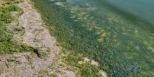 Фото новости: Море в Кирилловке превратилось в болото Свежие новости: Море в Кирилловке превратилось в болото