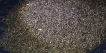 Фото новости: На Кинбурнской косе сотрудников заповедника поймали на вылове креветки в промышленных масштабах Свежие новости: На Кинбурнской косе сотрудников заповедника поймали на вылове креветки в промышленных масштабах