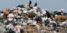 Свежие новости: Львовский мусор не приняли и в Синельниково
