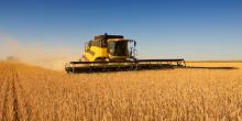 Свежие новости: Жатва-2017: урожайность пшеницы меньше, подсолнечник заражен вредителями