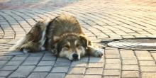 Свежие новости: В Николаеве повторно пересчитают бездомных собак